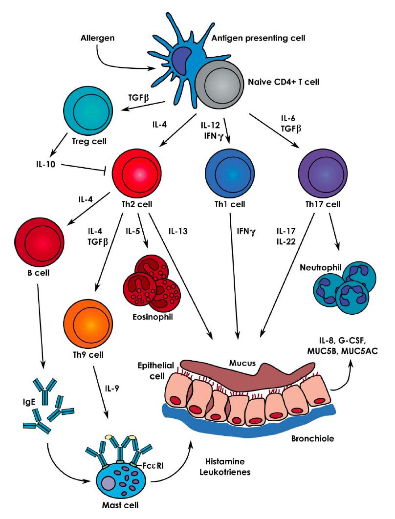 Inflammation In Asthma From: Durrant &
