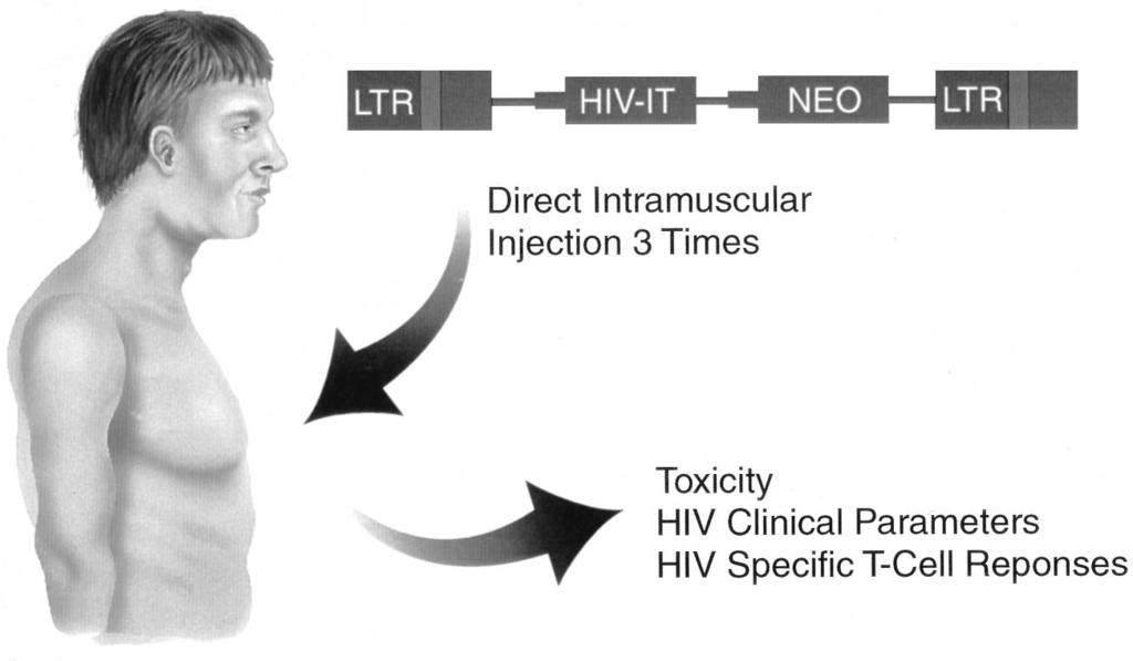 anti-hiv gene plus the neomycin gene in the discordant-identical-twin model. Total PBMC are isolated by an apheresis protocol from the HIV-negative twin.