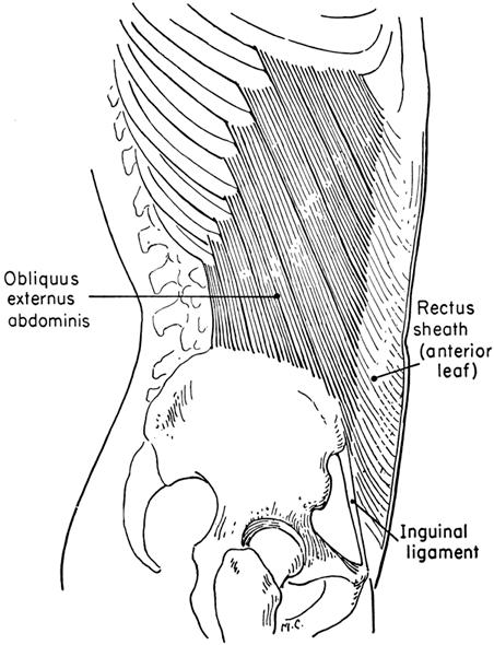 MUSCLES OPERATING SPINAL COLUMN Obliquus Externus Abdominis Function: Singly: laterally