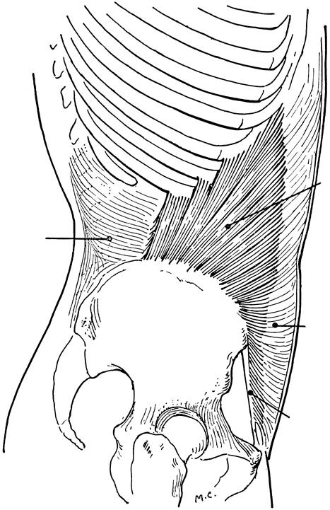 MUSCLES OPERATING SPINAL COLUMN Obliquus Internus Abdominis Function: Singly: laterally flex & rotate spine to the same side.