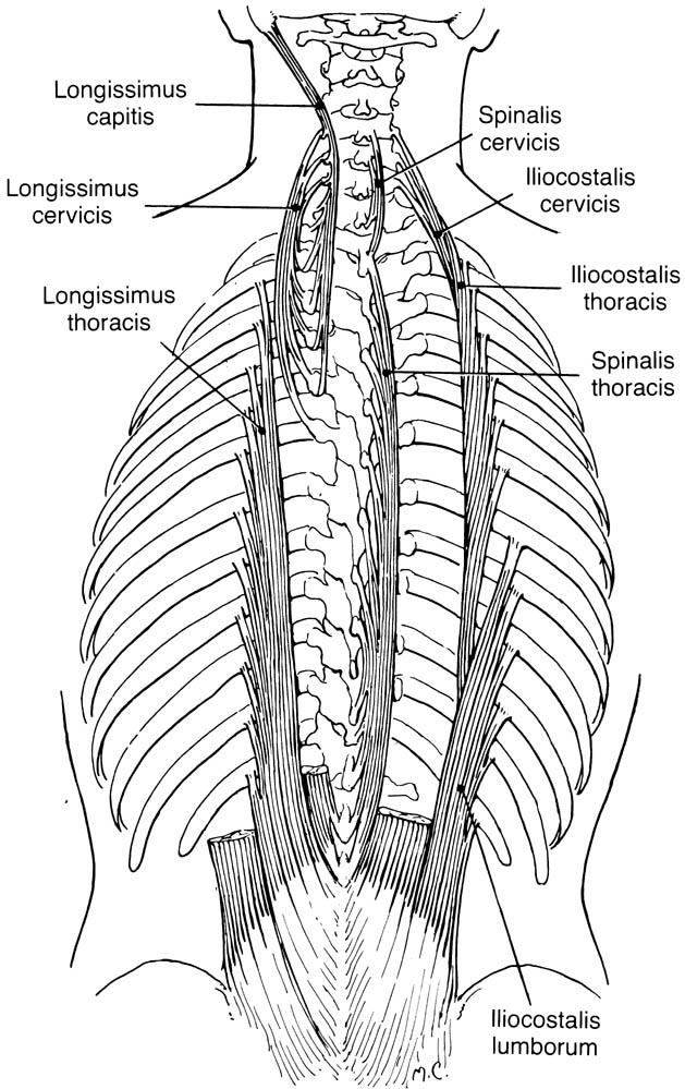 MUSCLES OPERATING SPINAL COLUMN Erector Spinae Function: Bilateral: