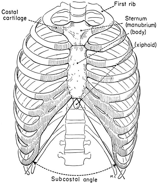 THE THORAX: STRUCTURE Bony-cartilaginous cage Formed by ribs & cartilages