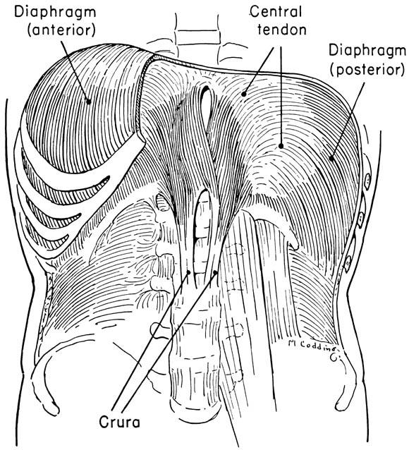 MUSCLES WITH PRIMARY FUNCTION IN RESPIRATION Diaphragm Dome-shaped sheet