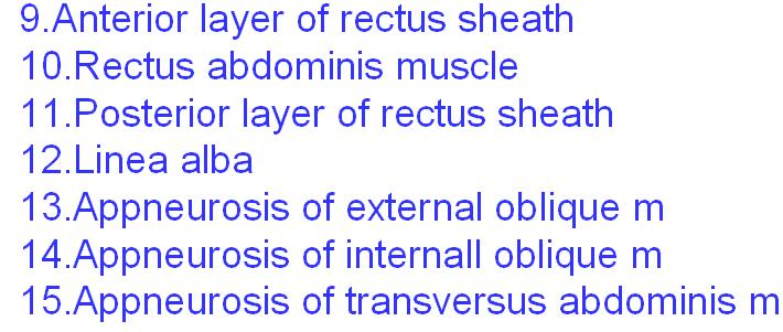 Rectus sheath -Cross section above arcuate line The level of the