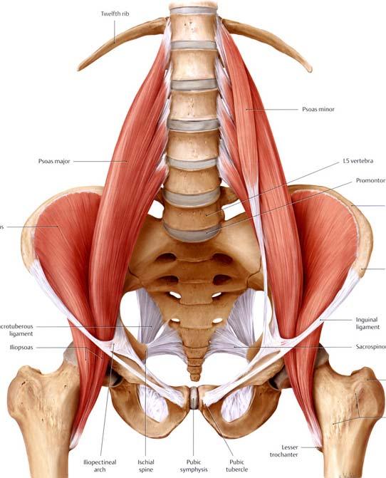 Posterior group of abdominal muscle Psoas