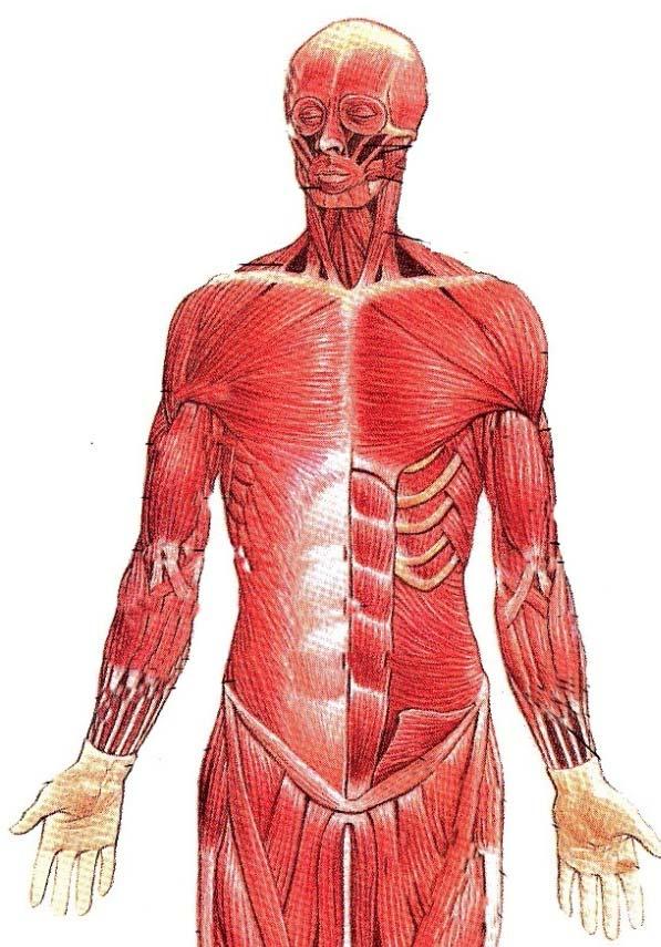 Muscles of Upper Limb Shoulder mm. Arm mm. Forearm mm. Hand mm.