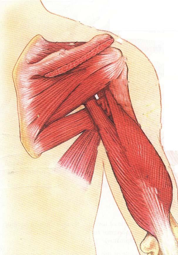 Muscle of the shoulder-pectoral