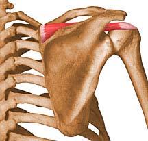 1/3 of clavicle, acromion, spine of scapula Insertion: deltoid tuberosity of humerus Action: the most powerful abductor