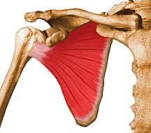 extending and medial rotating the arm the shoulder joint Subscapularis A large thick triangular muscle, infrascapular fossa