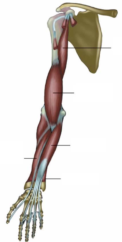 Anterior muscular group of arm Superficial and deep layer,three muscles Superficial layer
