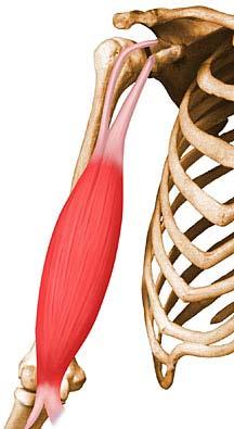 Biceps brachii Location: the anterior surface of the humerus Origin: medial head-coracoid