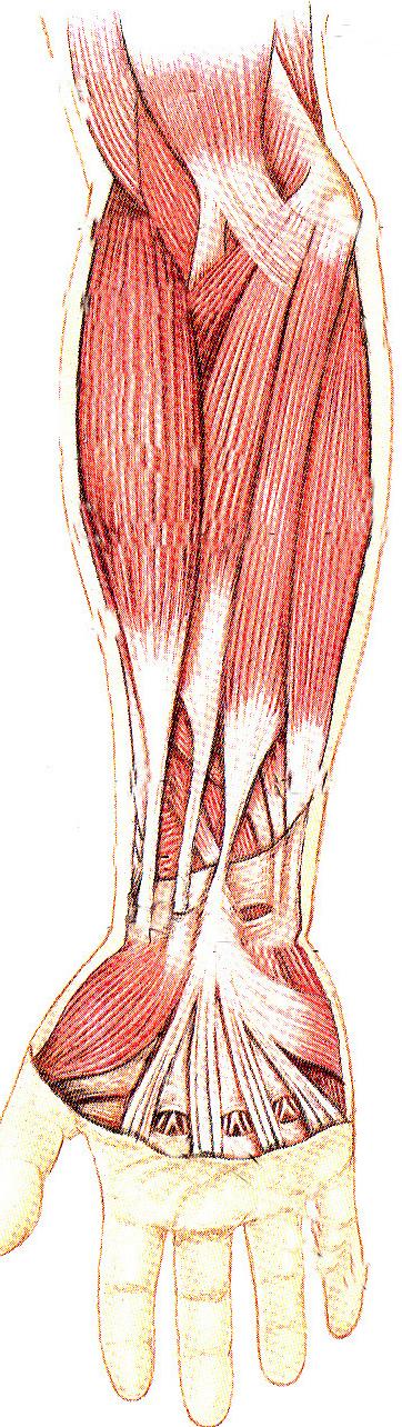 The anterior muscle group of the forearm Superficial