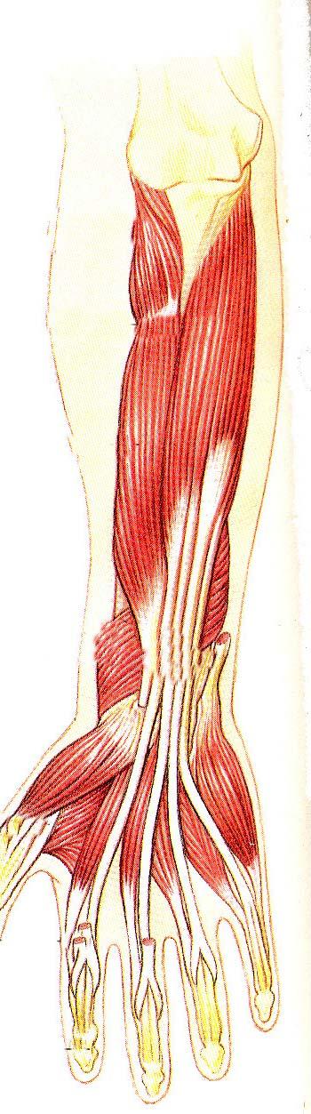 The anterior muscle group of the