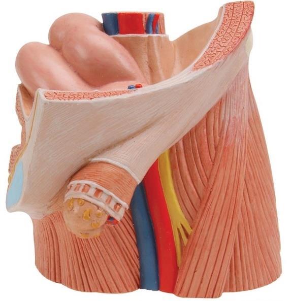 Medial umbilical fold Psoas major muscle Inguinal