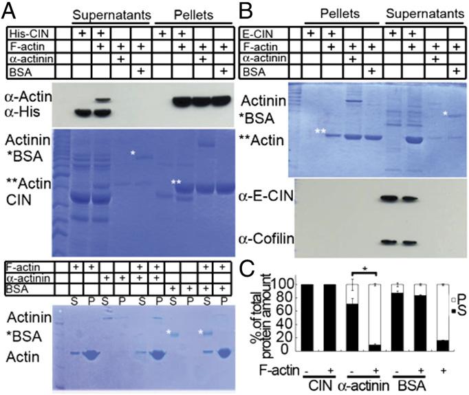 Fig. 5. CIN does not bind F-actin as determined by F-actin sedimentation assay.