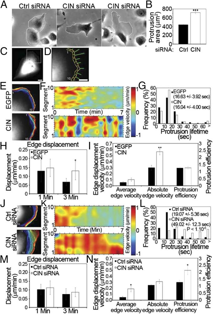 Fig. 9. Leading edge dynamics are regulated by CIN. (A) Phase-contrast images of control sirna and CIN sirna cells (Movies S5 and S6).