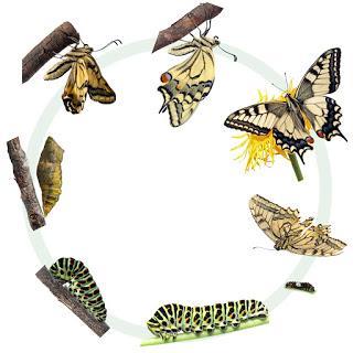 METAMORPHOSIS Insects lives are divided into a series of stages: egg, one or more immature stages, and adult In most cases, the appearance of