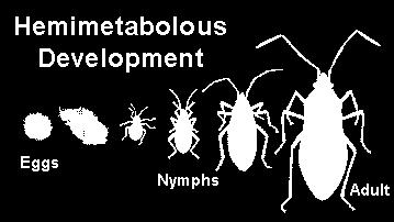 grows, but adults retain the same organs and appendages as nymphs (eyes, legs, mouthparts) *aquatic immature stage GRADIAL METAMORPHOSIS