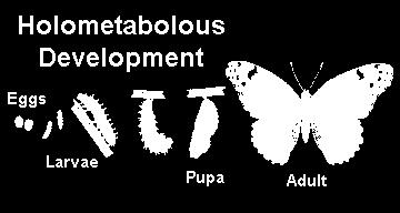 (instar), they do not acquire any adult-like characteristics When fully grown, larvae molt to an immobile pupal stage (pupa) and undergo a complete transformation