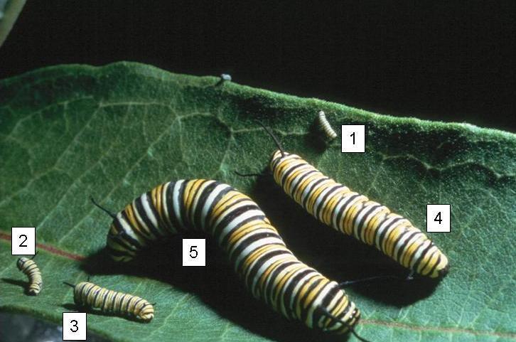 Caterpillars go through 5 stages of growth.