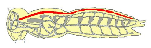CIRCULATORY SYSTEM Insects, like all athropods have an open circulatory system where is hemolymph (blood) spends much of its time flowing freely within body