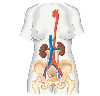 13. Understanding the workings of the mammalian kidney requires knowledge of the anatomy of the excretory system and then an understanding of how structure fits the function of excretion.