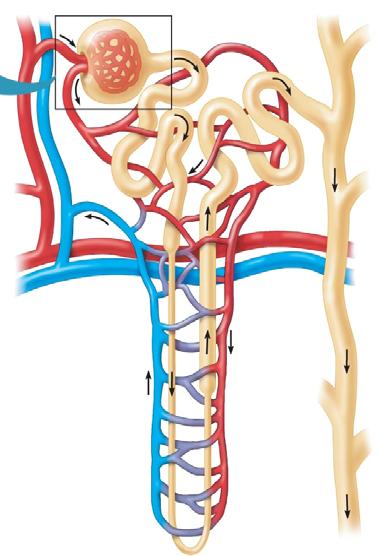 What is a nephron? 16. Try the following to help unravel the complicated anatomy involved with filtrate and blood flow.