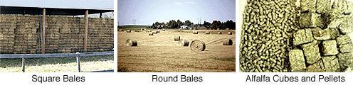 Hay Hay is the most popular and one of the least expensive forms of fiber. Hay may be processed as round bales, square bales, cubes, or pellets.