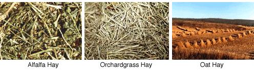 Alfalfa, if processed correctly, has the highest nutritional value when compared to other hays. The second major type of hay is grass hay.