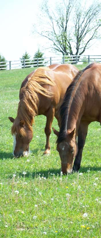 Diseases Diseases of the Horse Your horse s well-being requires regular care beyond proper nutrition.
