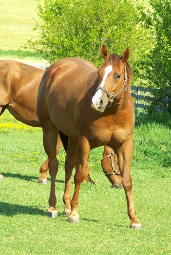 Nutrition Equine Nutrition Guidelines for Life Stages Foals Foals should be allowed to nurse or be provided with sufficient high-quality colostrum to provide a blood antibody concentration of 800