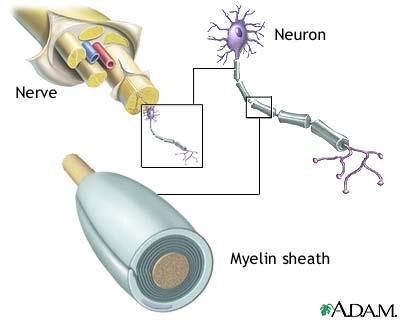 GLIAL DEVELOPMENT AND MYELINATION Myelin - layer of fatty cells coat the neuron - insulation that improves speed and efficiency of transmission Disorders affecting