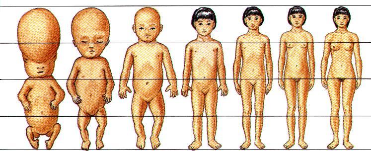 Physical Growth Changes in Body Proportion and Shape Body Proportions, Fetal Period