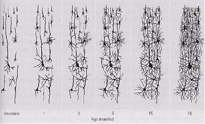 CELL GROWTH AND MATURATION Neurons begin with simple dendritic trees, which become progressively more complex with age