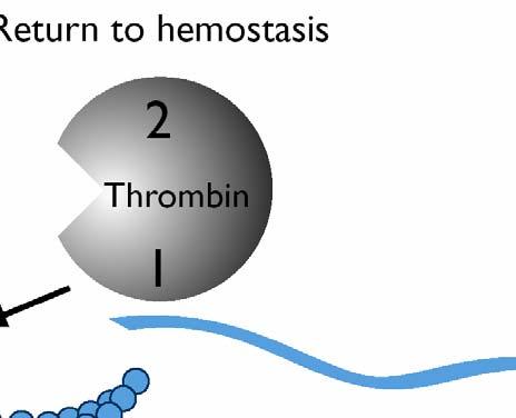 Should we inhibit thrombin directly or indirectly?