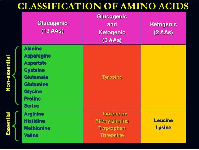 Essentials amino acids & Non essentials amino acids Glucogenic and/or ketogenic amino acids van essential amino acid is an amino acid that cannot be synthesized de novo by the organism, and therefore