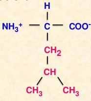 Amino acids R group structure