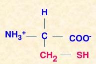 Amino acids R