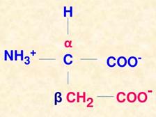 Amino acids R group
