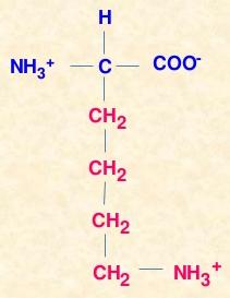 Amino acids R