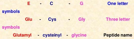 Naming of peptides To name this peptide, you start with the name of the amino acid at the N-terminal and add a suffix yl followed by the name of the second amino acid e.g. glycyl-alanine or alanyl-alanine If more amino acids are joined together, each will have a yl suffix except the C-terminal amino acid e.