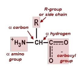 Amino Acids Structure vall amino acids have: - A common core structure: an α-carbon to which are attached hydrogen, amino group and carboxyl group.