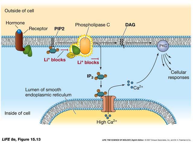 In signal transduction, one signal often leads to another Receptor G protein