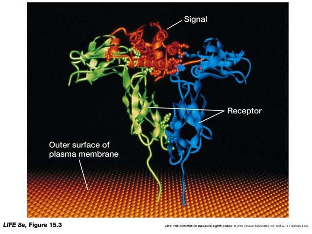 receptors Hydrophobic signals can have