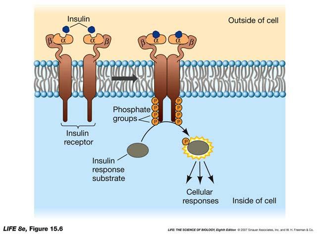 Kinases are important in eukaryotic signaling Signal: insulin Receptor: in plasma