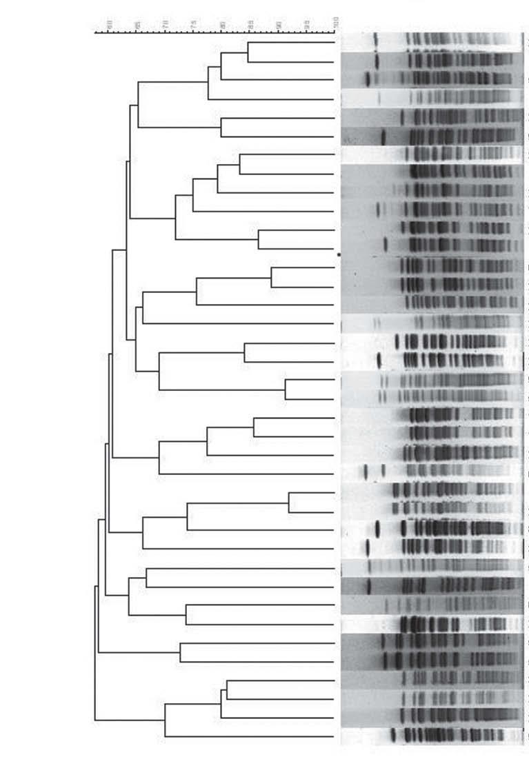 CTX-M-producing K. pneumoniae in Brazil Figure 1: PFGE of SpeI-digested DNA of 38 CTX-M-producing Klebsiella pneumoniae isolates.