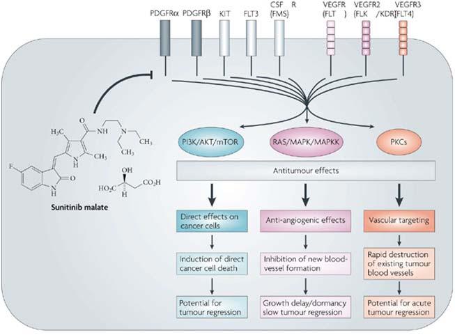 Hyperactivated kinase signalling: Sunitinib treatment of pnet > Multi tyrosin kinase inhibitor