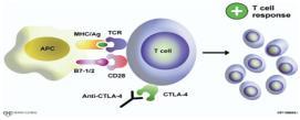 anti-tumor T cell responses requires ** 5 *** tumor irradiation CTLA-4 blockade AH1 25 15