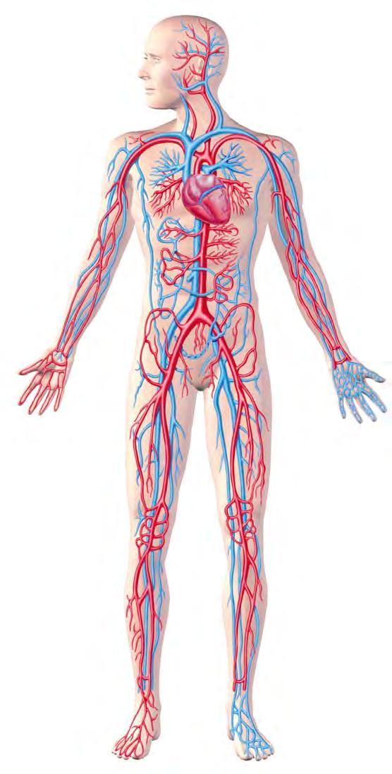 The heart is an extremely strong muscle that is constantly contracting. It has four different chambers.