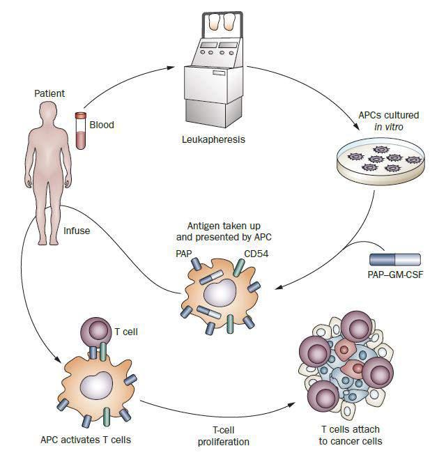 Immunotherapy: Sipuleucel-T (aka Provenge)